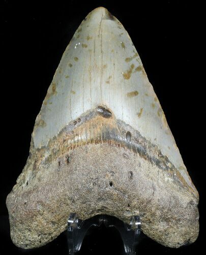 Bargain, Megalodon Tooth - North Carolina #45500